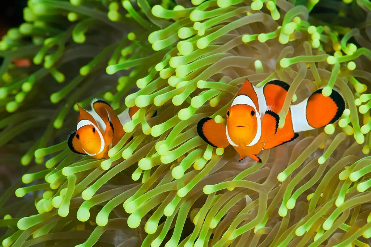 Discover Cambodia’s vibrant reefs up close